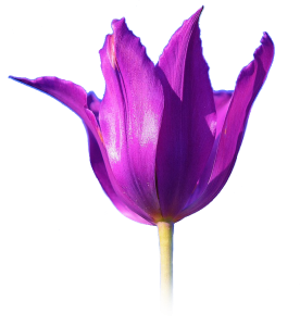 Tulpe mit halbem Stiel - transparenter Hintergrund